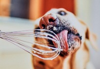 What should I feed Fido? Tips to give your pet a good diet